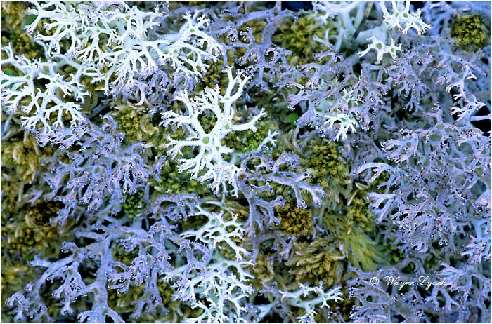 Reindeer Lichen 101 by Dr. Wayne Lynch &copy;